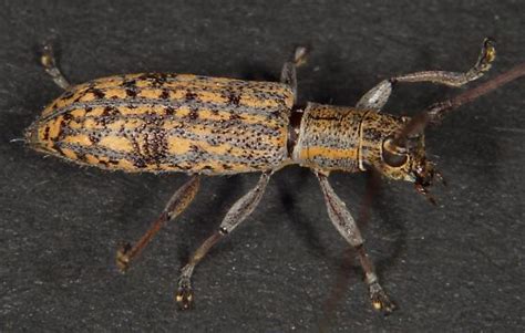 Unknown Longhorn Beetle Dorcaschema Alternatum Bugguide Net