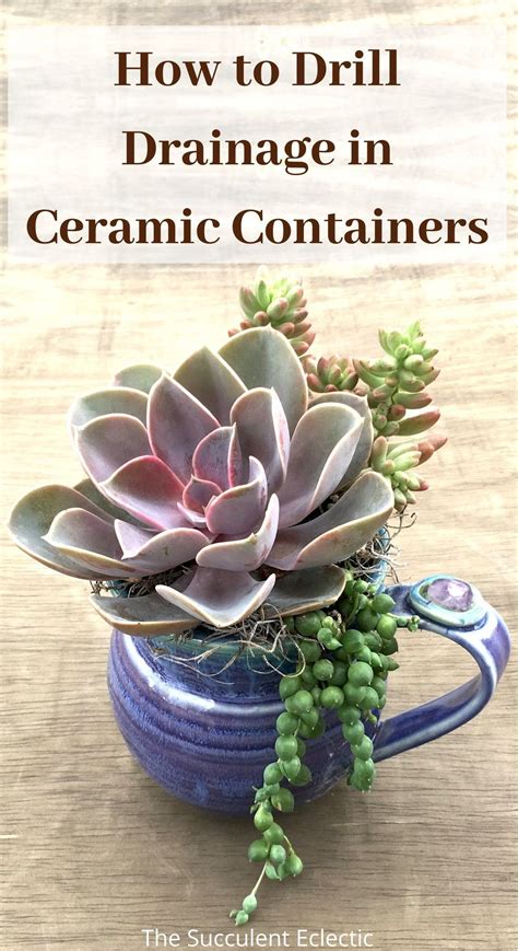 Planting Succulents In Containers Without Drainage Drill Your Own Artofit