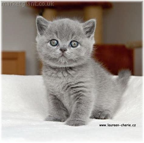 Cute British Shorthair Kittens