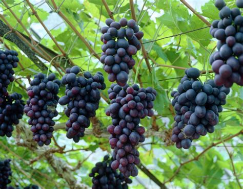 Ari 516 Hybrid Variety Of Grapes Legacy Ias Academy