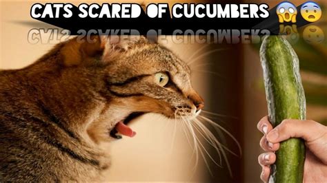 Cats Scared Of Cucumbers Compilation 😱 Cats Vs Cucumbers Funny Cats
