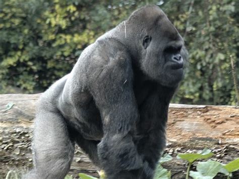Especies De Gorila Gorilla Facts And Information