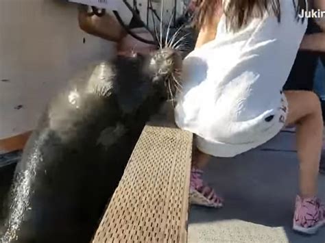 Sea Lion Pulls Girl From Pier Drags Her Underwater Conservative News