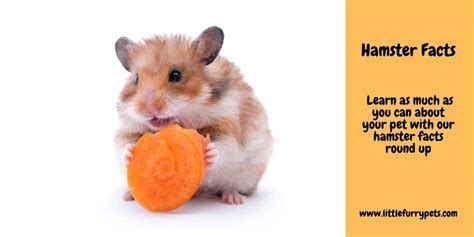 Interesting Hamster Facts Little Furry Pets