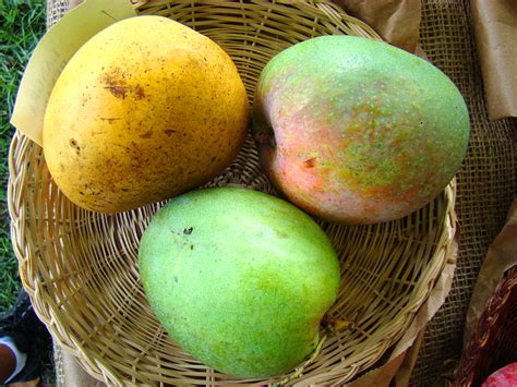 10 Popular Indian Mango Varieties