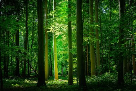Green Trees In Forest During Daytime Photo Free Tervuren Image On