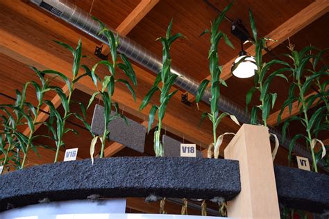 Behind The Scenes The Making Of Artificial Corn Plants Exhibit Farm