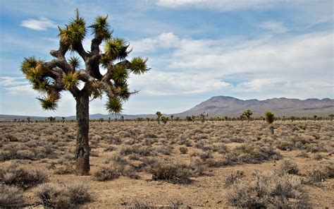 Joshua Tree National Park Full Hd Wallpaper And Achtergrond 1920x1200