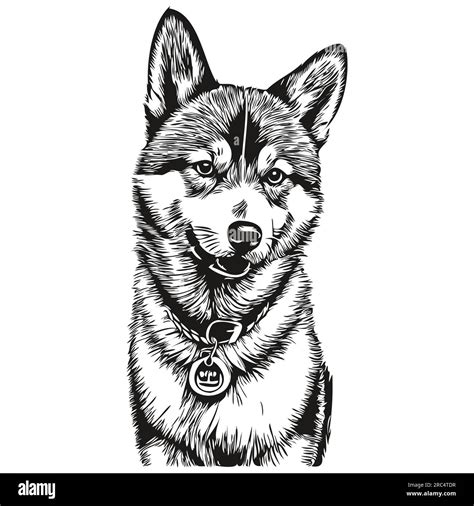 Shiba Inu Dog Vector Graphics Hand Drawn Pencil Animal Line