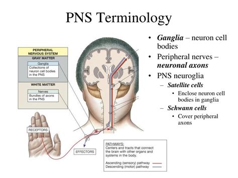 Developed for the hardest days on your bike, this collection works together with you on long training rides and important race days, helping to transform your efforts into results. PPT - PNS Terminology PowerPoint Presentation, free download - ID:6764844