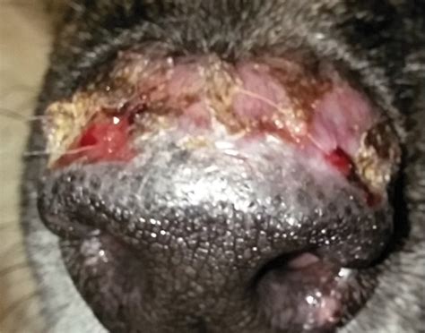 Immune Mediated Skin Disorders Of Dogs Todays Veterinary Nurse