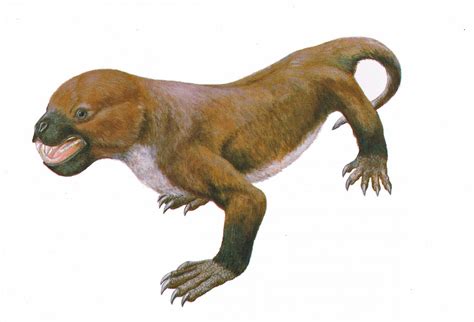 Mammal-like reptile survived much longer than thought