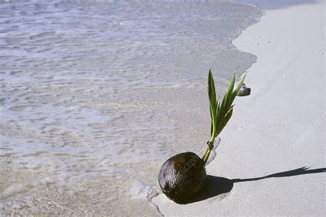 Sprouting Coconut Stock Image B7870579 Science Photo Library