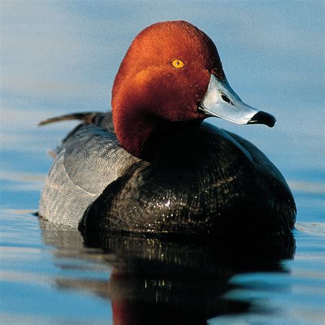 Redhead Ducks Unlimited Canada