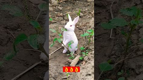Shorts So Quite Rabbit 👌👌👌 Youtube