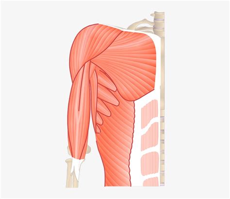 Muscles Of Upper Limb Unlabeled Muscles Of Upper Limb Arm Muscle Images