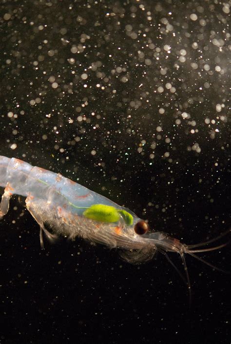 Warming Oceans May Threaten Krill A Cornerstone Of The Antarctic