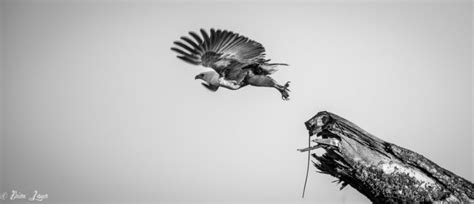 15 Amazing Black And White Wildlife Images That Will Leave You Spellbound