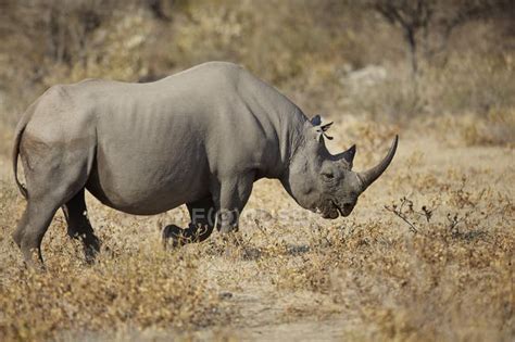 Side View Of Rhinoceros In Arid Plain — Beauty In Nature Sun Lighted
