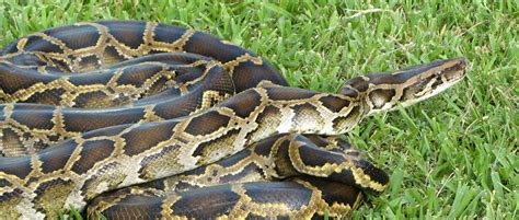 Burmese Pythona Classic Case Of How Invasive Species Can