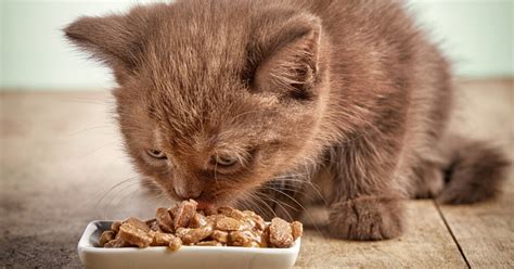 When Can Kittens Eat Dry Food