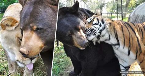 Bear Lion And Tiger Brothers Have Been Living Side By Side For 15 Years