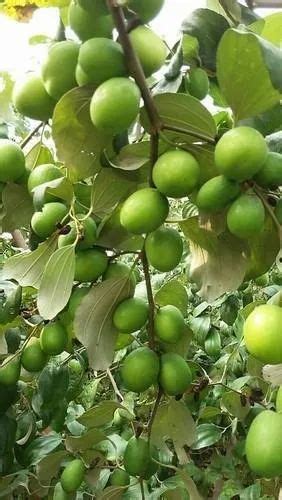 Full Sun Exposure Green Apple Ber Plants For Fruits At Rs 60piece In Saharanpur