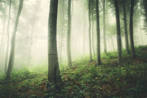 Green Enchanted Forest Background Stock Photo By Andreiuc88 Photodune