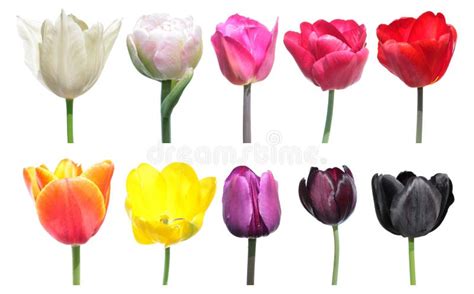 Variedad De Colores De Las Flores Del Tulipán La Paleta De Colores Es