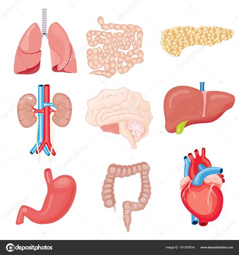 Human Internal Organs Isolated On White Vector Illustration Stock