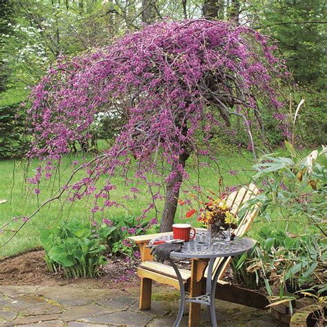 Lavender Twist Weeping Redbud Trees For Sale