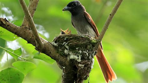 Chinese Paradise Flycatchers Settle Breed In E China Wetland Park Cgtn