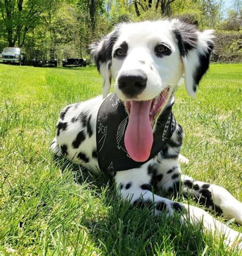 Long Haired Dalmatian Facts Temperament Pictures And More