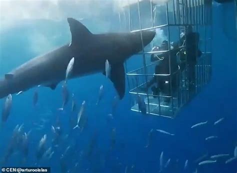 moment a great white shark lunges at four divers in a cage daily mail online