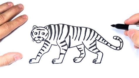 Cómo Dibujar A Un Tigre 】 Paso A Paso Muy Fácil 2023 Dibuja Fácil