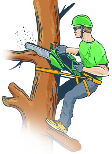 How to cut tree branches. Tree Stump Removal Melbourne | Root Removal Service | Grinco
