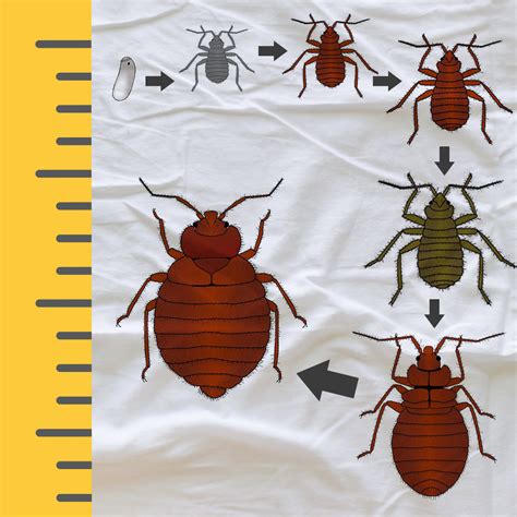 What Is The Actual Size Of A Bed Bug Bed Bug Sos