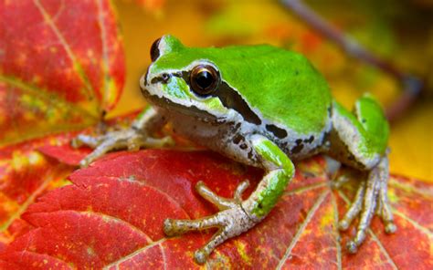 Leaf Animals Frogs Amphibians Wallpapers Hd Desktop And Mobile