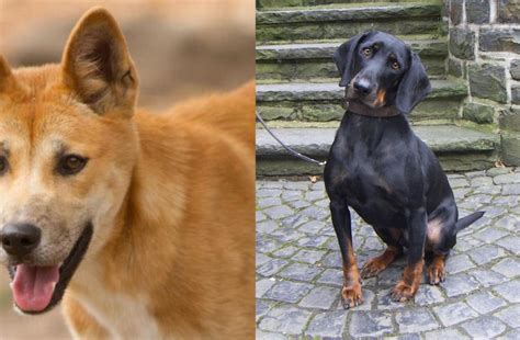 Dingo Vs Austrian Black And Tan Hound Breed Comparison