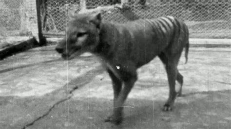 Newly Released Film Offers Final Glimpse Of Extinct Tasmanian Tiger