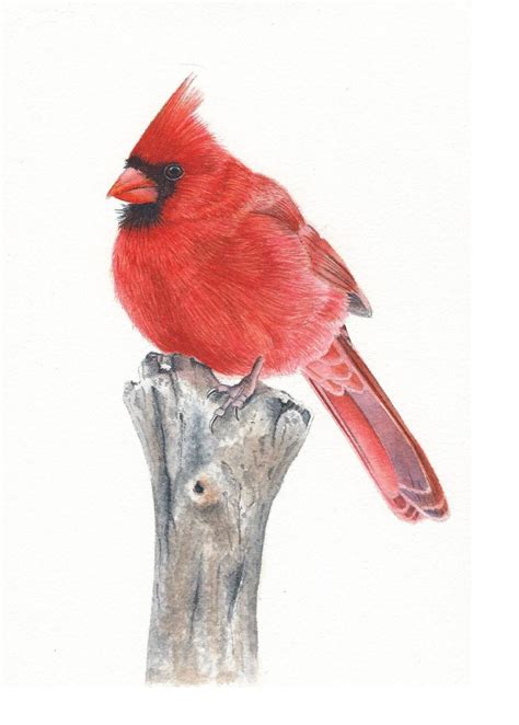 Bird Painting Acrylic Bird Watercolor Paintings Watercolor Painting