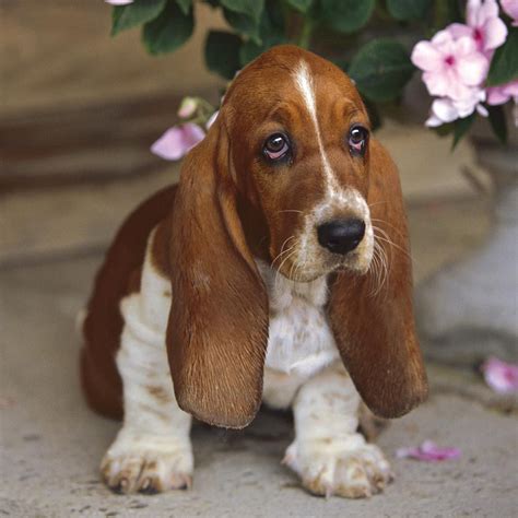 Basset Hound Basset Hound Dog Miniature Basset Hound Hound Dog