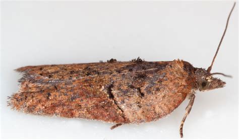 080 Acleris Hastiana British Lepidoptera