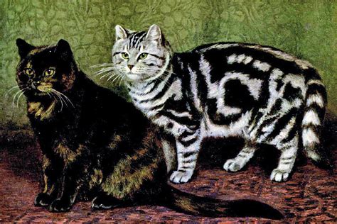 Tortoiseshell Tom And Silver Tabby Short Haired Cats Painting By W
