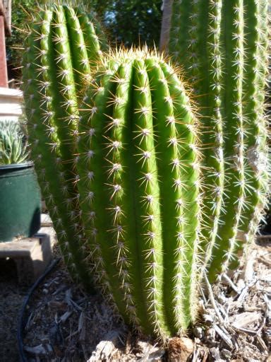 Trichocereus Huascha Var Rubra The Cactus King