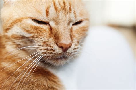 The Cat Slow Blink — What It Means Catster