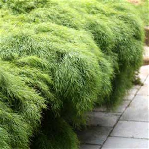 Check spelling or type a new query. Small Hedges for Gardens - Low Growing Hedge Plants