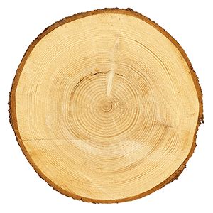Decorative Wood Slices | Wooden Tree Slices |Buy Wood Slices png image