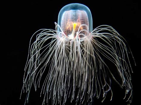 8 Creatures That Can Live Forever