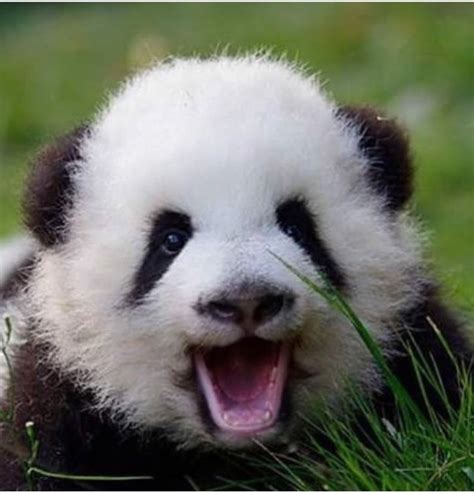 Pin By Cindy On Into The Wild With Images Panda Bear Baby Animals